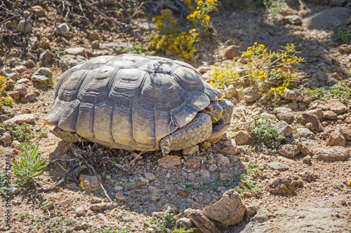 Wild Desert Tortoise or Gopherus agassizii photo