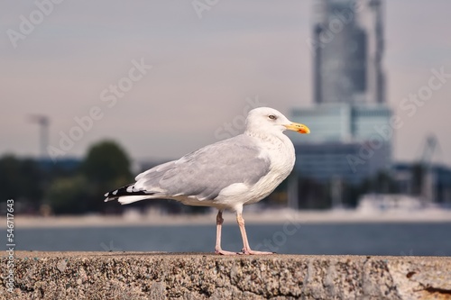Portrait of a seagull. Bird at the Polish seaside in Gdynia.