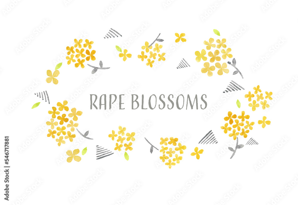 rape blossoms frame