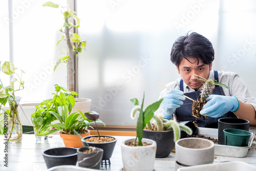 シダ植物、多肉植物の植え替え、趣味の栽培を楽しむ日本人男性