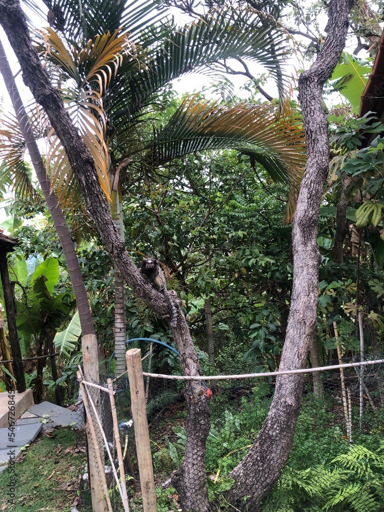 Fototapeta premium nature, tree, monkey, plants