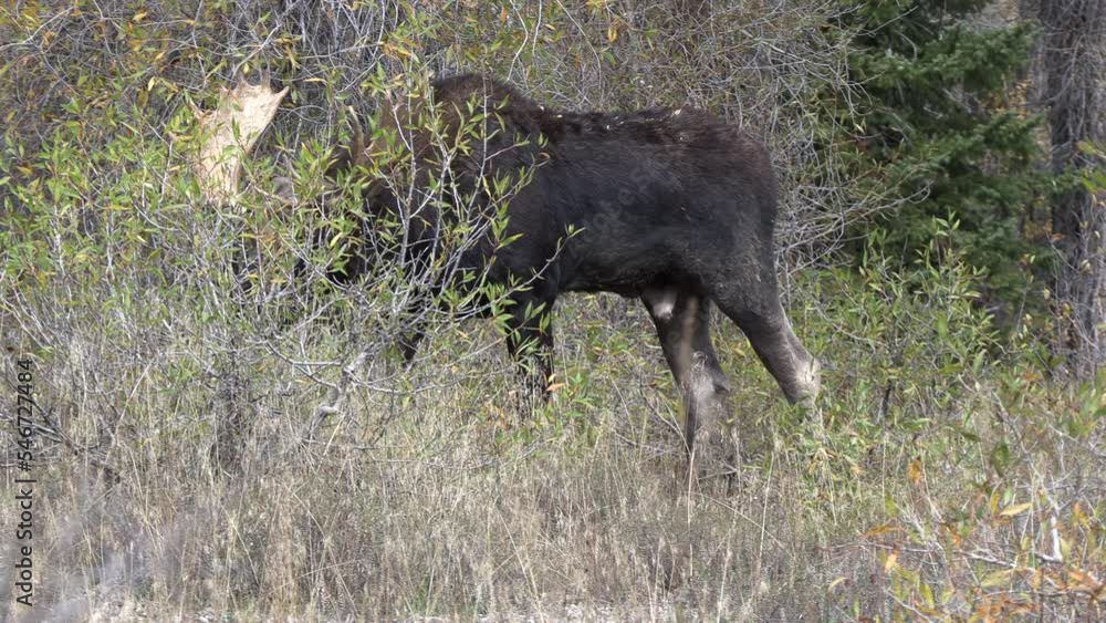 Bull Moose During the Rut in Wyoming in Autumn Bull Moose During the Rut in Wyoming in Autumn