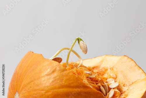 Sprouted seed growing from smashed pumpkin. photo