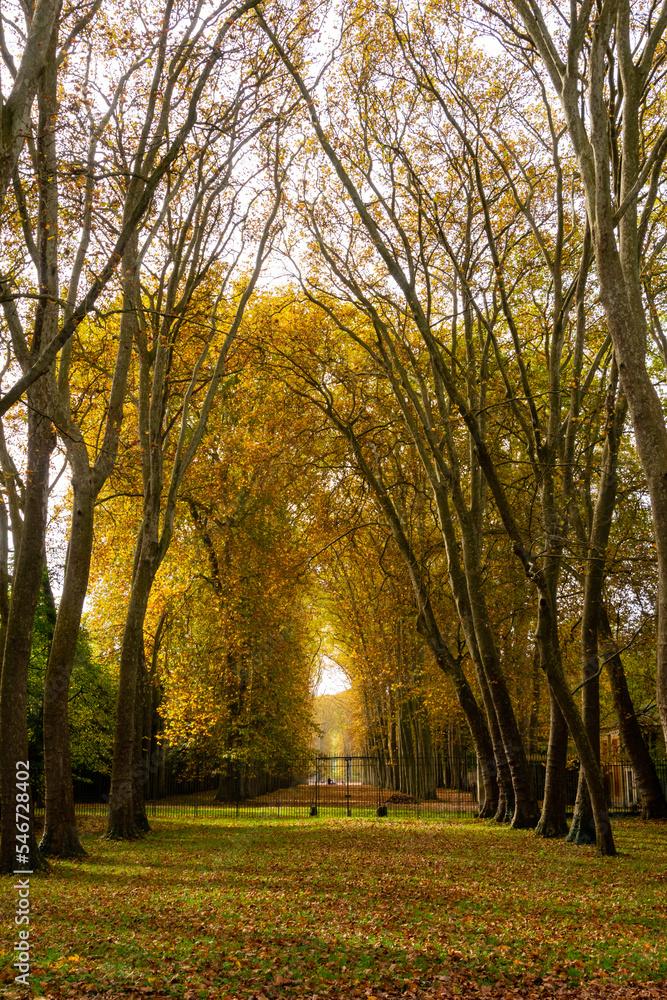 Trees in the garden during autumn. Versailles, France.