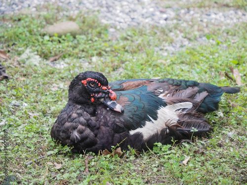 A muscovy duck sitting/resting on the grass, with its head resting on its back.
