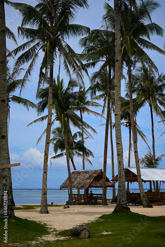 Siargao beach coconut trees Philippines