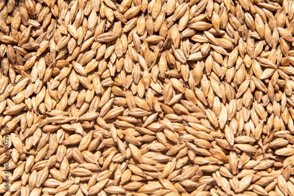 pilsen malt grain forming texture for background pilsen malt grain forming texture for background