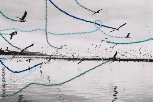 Birds stitched flight paths