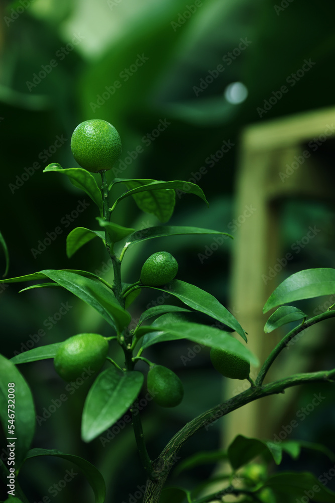 Unripe citruses growing on tree outdoors, closeup Unripe citruses growing on tree outdoors, closeup