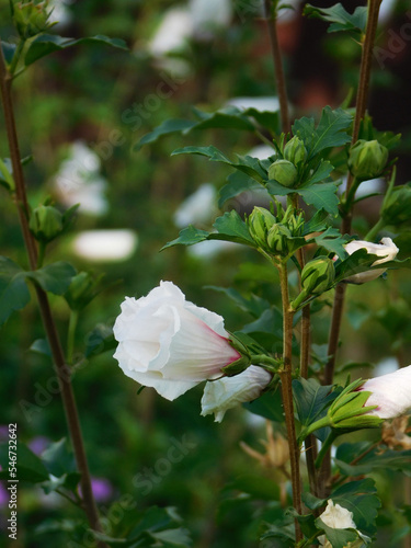 White okra flowers on flowerbed. photo