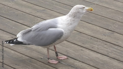 Seagull on wooden planks calling: Gull (Larus) making vocalization sounds like squawk, croon, cry or squeal. Ringed bird standing on a dock floor or on board a ship or boat, mewing.