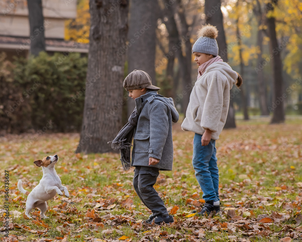 Fototapeta premium Caucasian children are walking with jack russell terrier in autumn park. Boy, girl and dog are jumping outdoors.