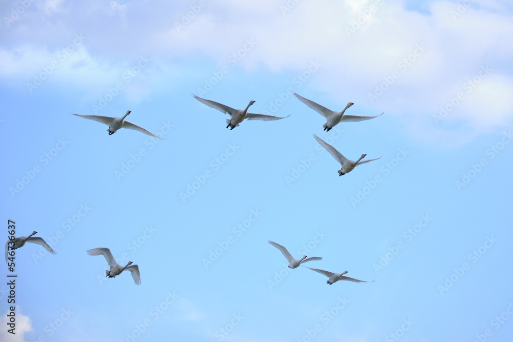 flock of flying swans, Oct 23rd, 2022