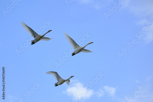 flock of flying swans, Oct 23rd, 2022