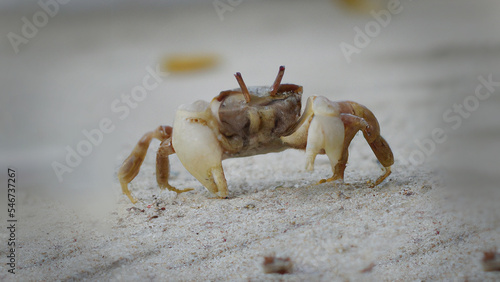 Beach Crab Midshot on Palm beach Australia