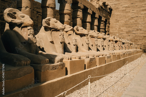 Row of Ram headed sphinxes photo