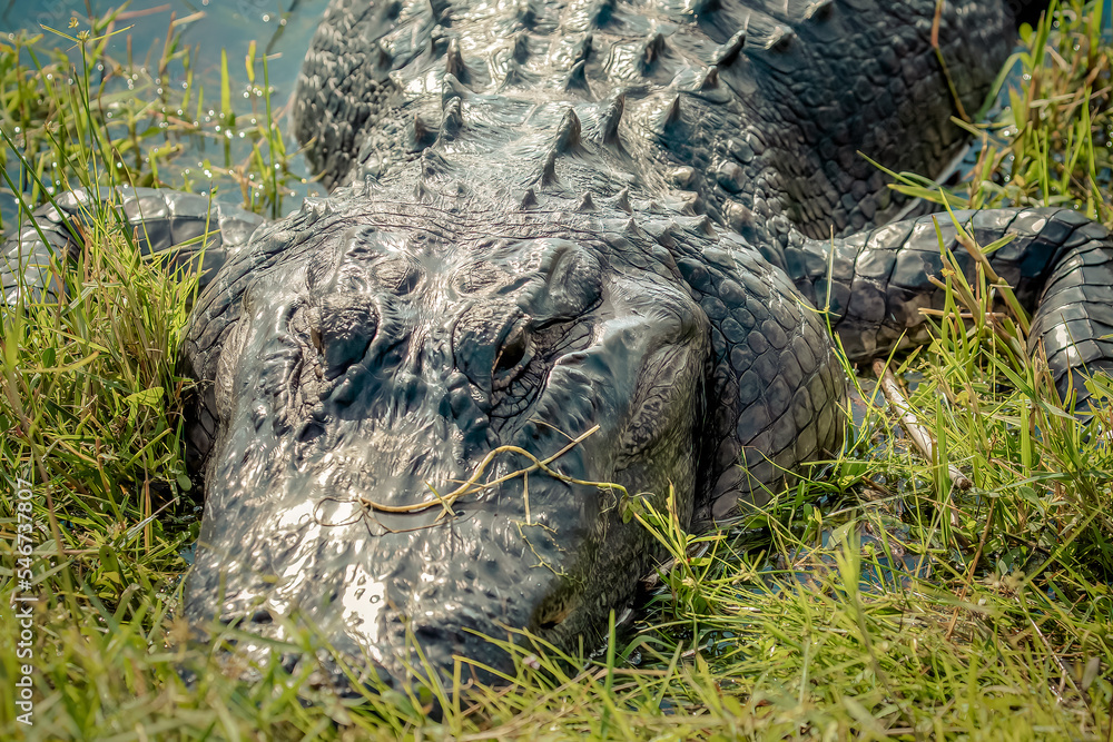 Obraz premium alligator in the swamp