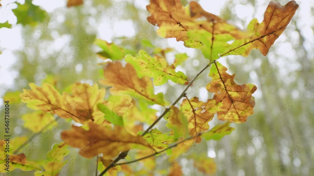 Autumn yellow leaves of oak tree. Autumn leaves, very shallow focus. Bokeh. Autumn yellow leaves of oak tree. Autumn leaves, very shallow focus. Bokeh.