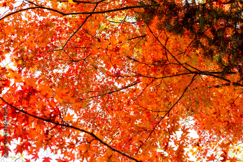 autumn maple leaves