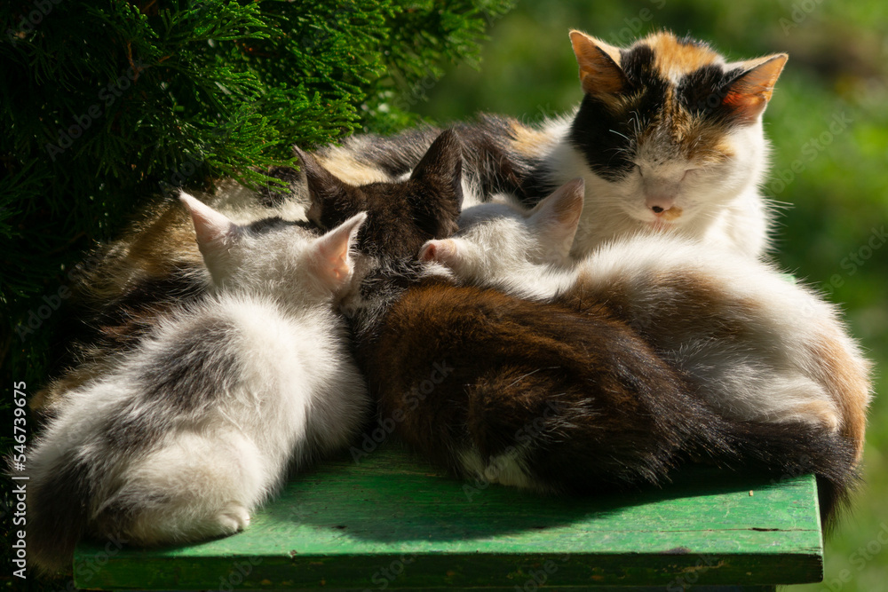 Kitty Feed Stock Photo Adobe Stock