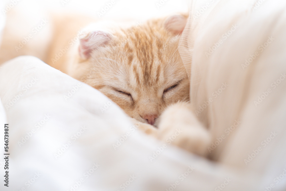 Little kitten sleeps in curtains on windowsill. Ginger Scottish fold cat sleeps sweetly. Cute muzzle of pet lies on its paws. Sleeping kitty at home on blur light background. Cats rest after eating