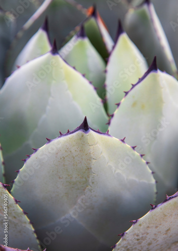 Parry agave