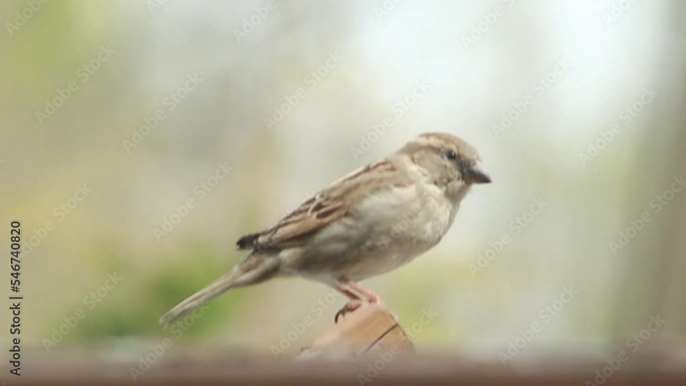 sparrow sitting on a wood branch close view. sparrow sitting on a wood branch close view.
