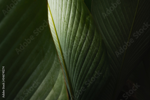 elegant Green Leaf Background