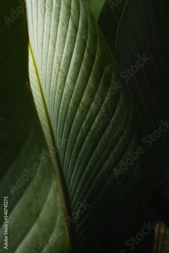 elegant Green Leaf Background