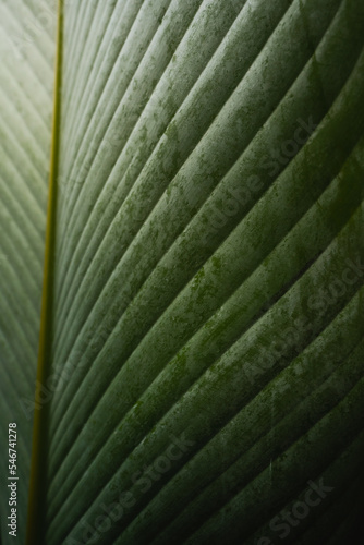 Green Leafe Background photo