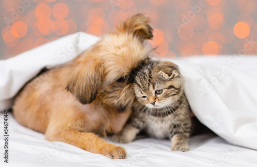 Puppy biting a kitten's paw. Puppy and kitten at home under a blanket