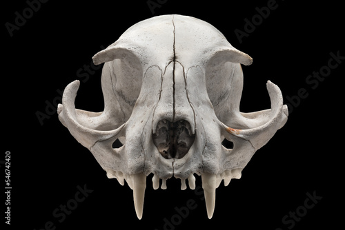 Skull of a domestic cat, frontal view, on a black background