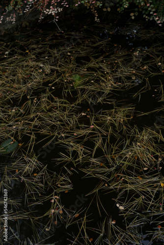 Pine needles on the water