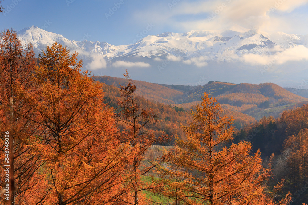 Fototapeta premium 北海道の紅葉