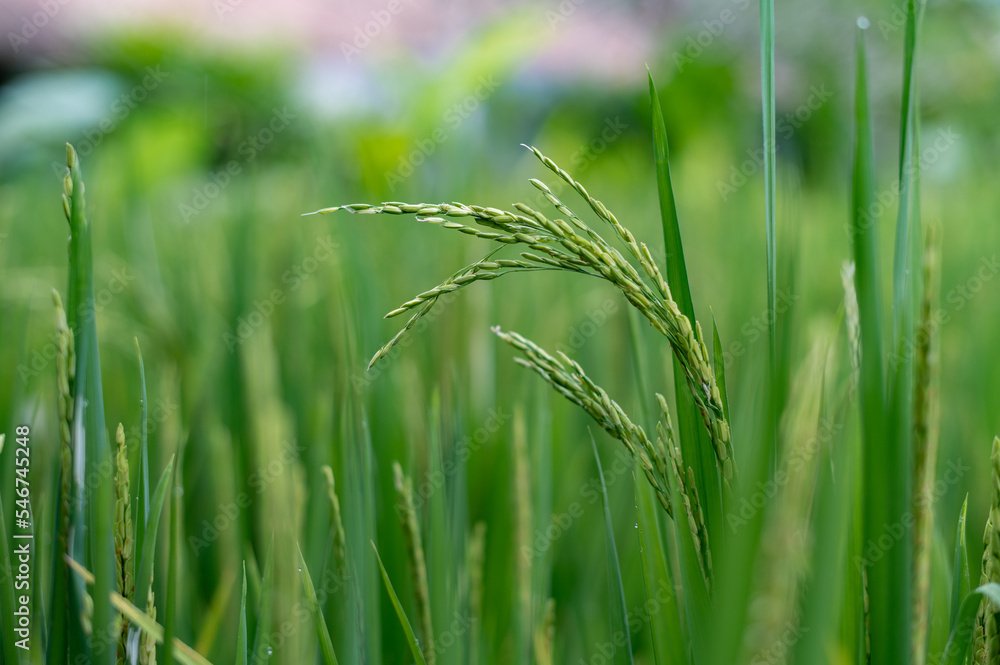 Green rice fields texture of ears close-up. Green rice fields texture of ears close-up.