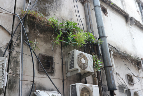 Photography Kalanchoe grows on the wall of a building in India