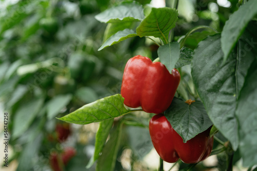 Plant with ripe bell peppers photo