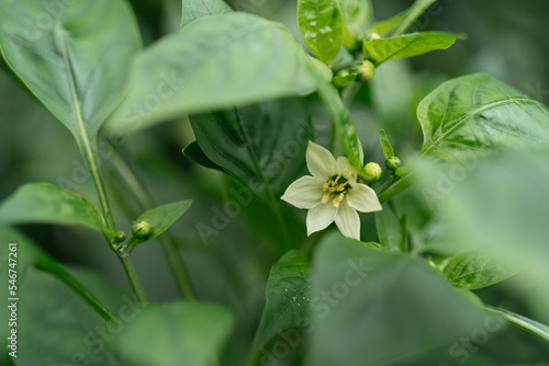White flower on pepper plant