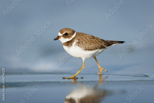 Semipalmated Plover