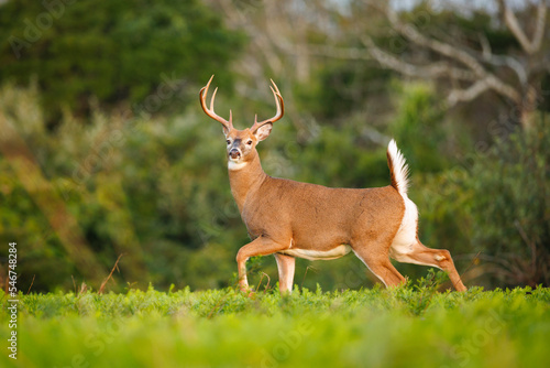 White-Tailed Deer photo