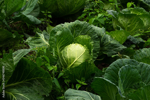 Cabbage photo