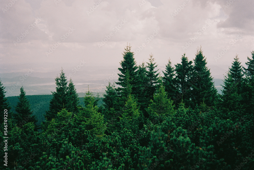 Lush Green Forest of Fir Trees Stock Photo | Adobe Stock