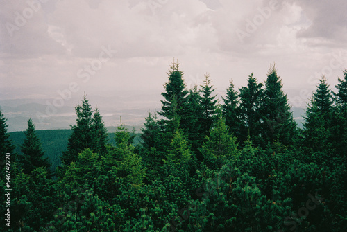 Lush Green Forest of Fir Trees