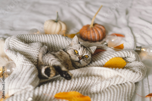 A cute cat on a soft sweater on a bed with decorative garland. Autumn or winter concepts. Hygge concept.