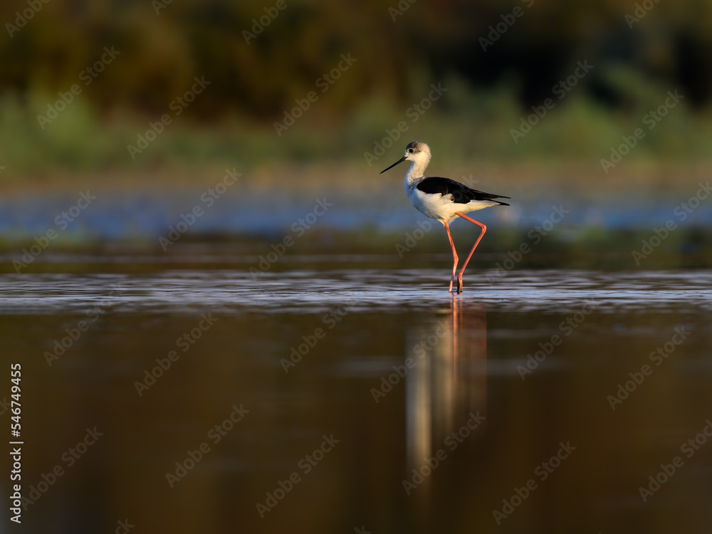 Black-winged Stilt with reflection standing on the pond Black-winged Stilt with reflection standing on the pond