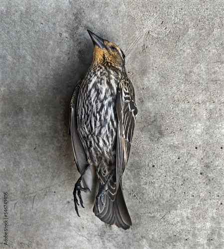 Deceased Bird photo