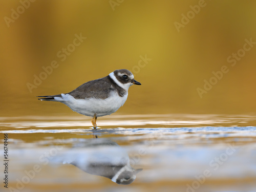 Common Ringed Plover  with reflection standing on the pond  on yellow orange background © FotoRequest