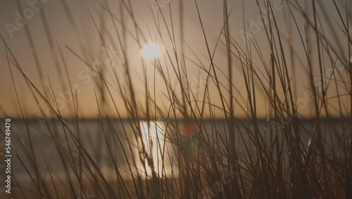 Wild beach grass close up blowing in the wind at sunrise, back lit by the sun. Sea and coast in the background. photo