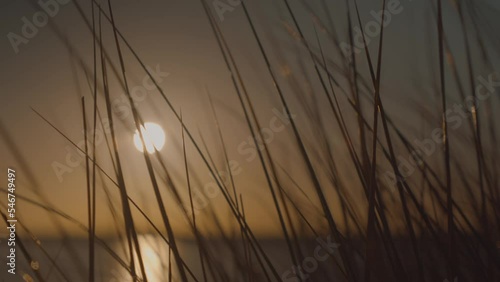 Wild beach grass close up blowing in the wind at sunrise, back lit by the sun. photo