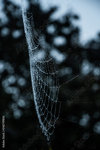 Spider web photo